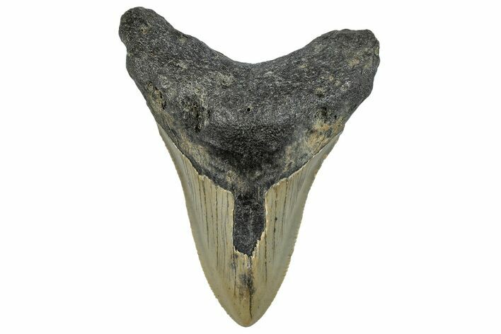 Serrated, Fossil Megalodon Tooth - North Carolina #295158